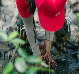 Planting activity in Thailand